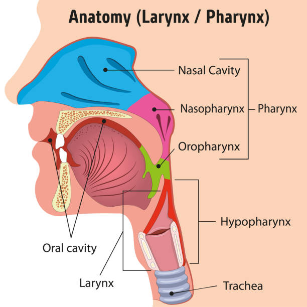 Transoral